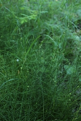 Carex loliacea