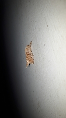 Indarbela tetraonis