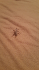 Pholidoptera griseoaptera