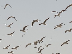 Chroicocephalus genei