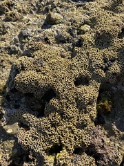 Lithophyllum