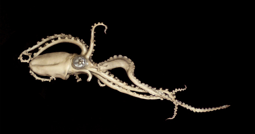 Representative image of Ocythoidae