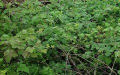 Rubus × loganobaccus