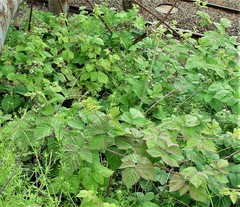 Rubus × loganobaccus