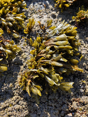Fucus guiryi
