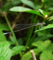 Aciagrion occidentale