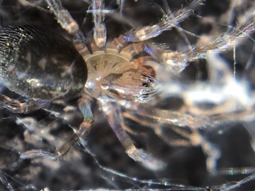 Cybaeidae