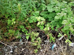 Rubus × loganobaccus