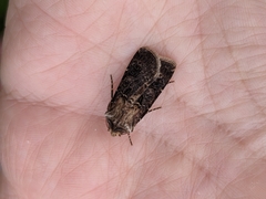 Agrotis clavis