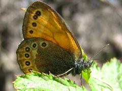 Coenonympha amaryllis