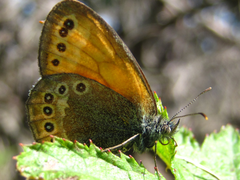 Coenonympha amaryllis