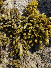 Fucus guiryi