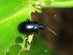 Lema concinnipennis