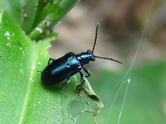 Lema concinnipennis
