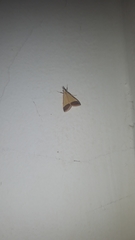 Pseudonoorda rubricostalis