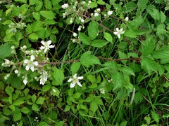 Rubus lindleianus