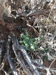 Euphorbia arida