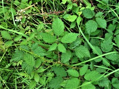 Rubus lindleianus