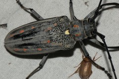 Batocera