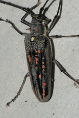 Batocera