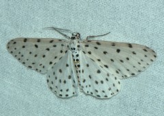 Antipercnia belluaria