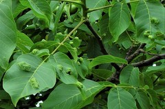 Aceria erinea