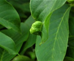 Aceria erinea