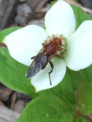 Hammerschmidtia rufa