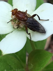 Hammerschmidtia rufa