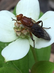 Hammerschmidtia rufa