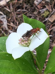 Hammerschmidtia rufa