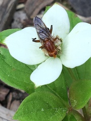 Hammerschmidtia rufa