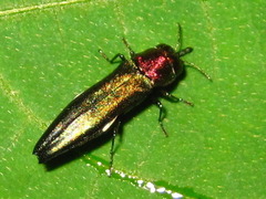 Agrilus plasoni