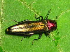 Agrilus plasoni