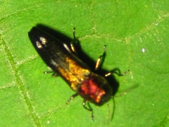Agrilus plasoni