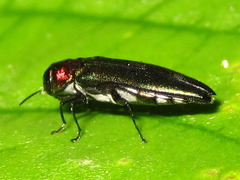 Agrilus plasoni