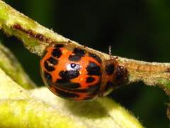 Paropsides soriculata