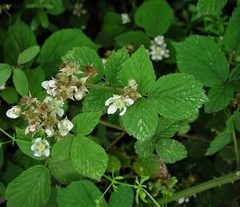 Rubus painteri