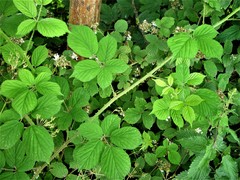 Rubus painteri
