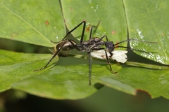 Dolichoderus rugosus