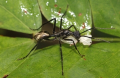 Dolichoderus rugosus