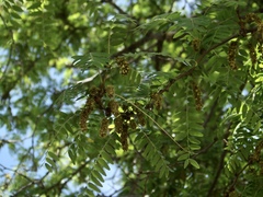 Gleditsia triacanthos inermis