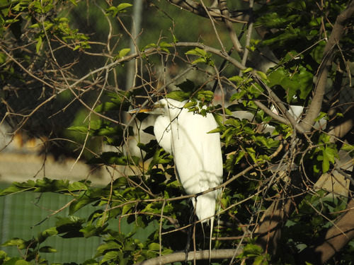 photo of Great Egret (Ardea alba)