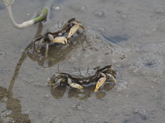 Macrophthalmus banzai