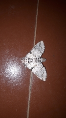 Kamalia kandyia