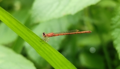 Agriocnemis keralensis