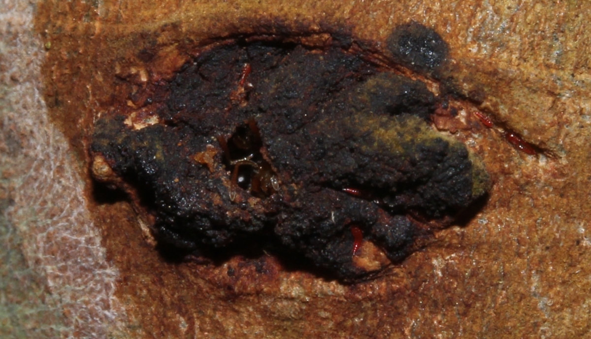 Pseudomyrmex viduus
