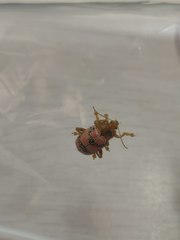 Podontia dalmani