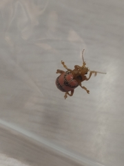 Podontia dalmani