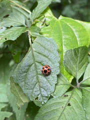 Diekeana admirabilis